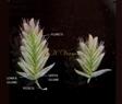 Spikelets
